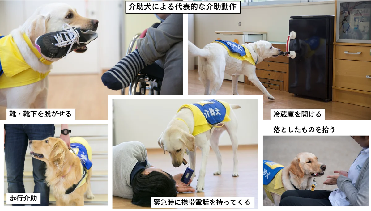 山﨑伊織投手、介助犬普及を応援！日本介助犬協会へ寄付贈呈 画像 3