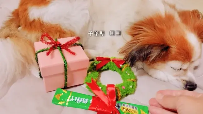 いなばペットフード　全国のわんちゃんが登場！「ちゅ～る」クリスマスTVCM動画を公開 画像 10