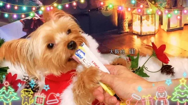 いなばペットフード　全国のわんちゃんが登場！「ちゅ～る」クリスマスTVCM動画を公開 画像 2