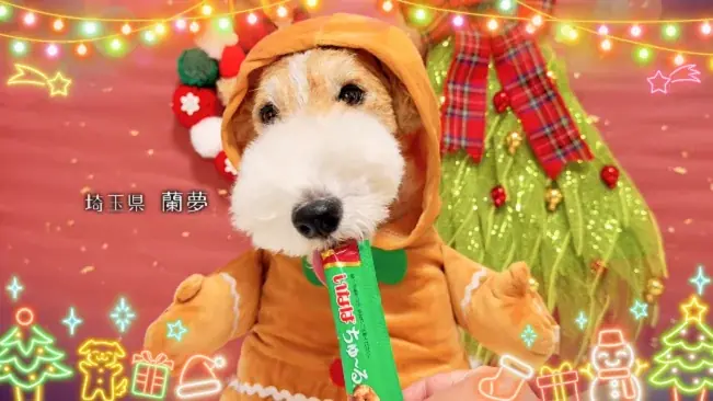 いなばペットフード　全国のわんちゃんが登場！「ちゅ～る」クリスマスTVCM動画を公開 画像 3