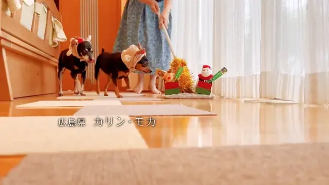 いなばペットフード　全国のわんちゃんが登場！「ちゅ～る」クリスマスTVCM動画を公開 画像 5