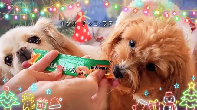 いなばペットフード　全国のわんちゃんが登場！「ちゅ～る」クリスマスTVCM動画を公開 画像 7
