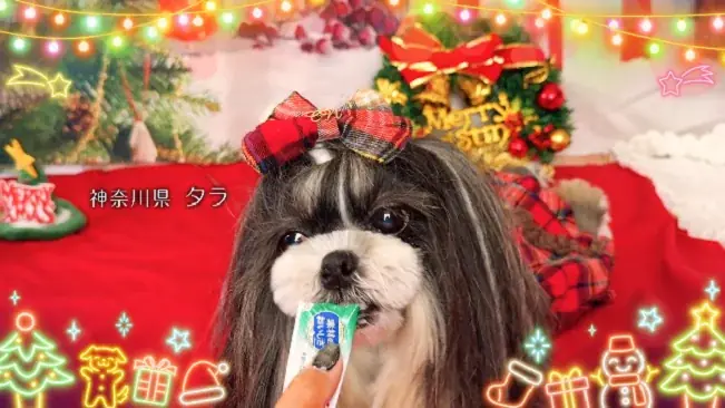 いなばペットフード　全国のわんちゃんが登場！「ちゅ～る」クリスマスTVCM動画を公開 画像 8