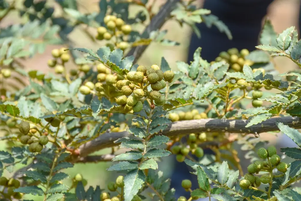 クラフトジン「Spirits of Terroir -高千穂郷・奥阿蘇 山椒- 」エシカル・スピリッツ公式オンラインストア及び実店舗で2025年12月10日（水）より数量・期間限定で発売 画像 2