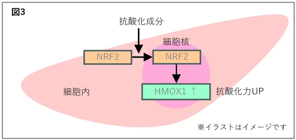 三生医薬・ポーラ、第48回日本分子生物学会年会で共同研究成果を発表 画像 5