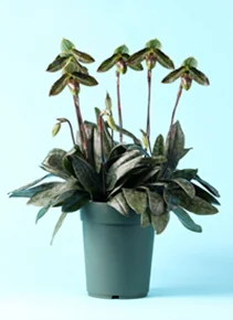 100万輪の蘭と香りに包まれる7日間　国内最大級の蘭展示・販売会「世界らん展2026‐花と緑の祭典‐」 世界的パティシエ・辻口博啓さん監修のスイーツも限定登場！ 画像 6