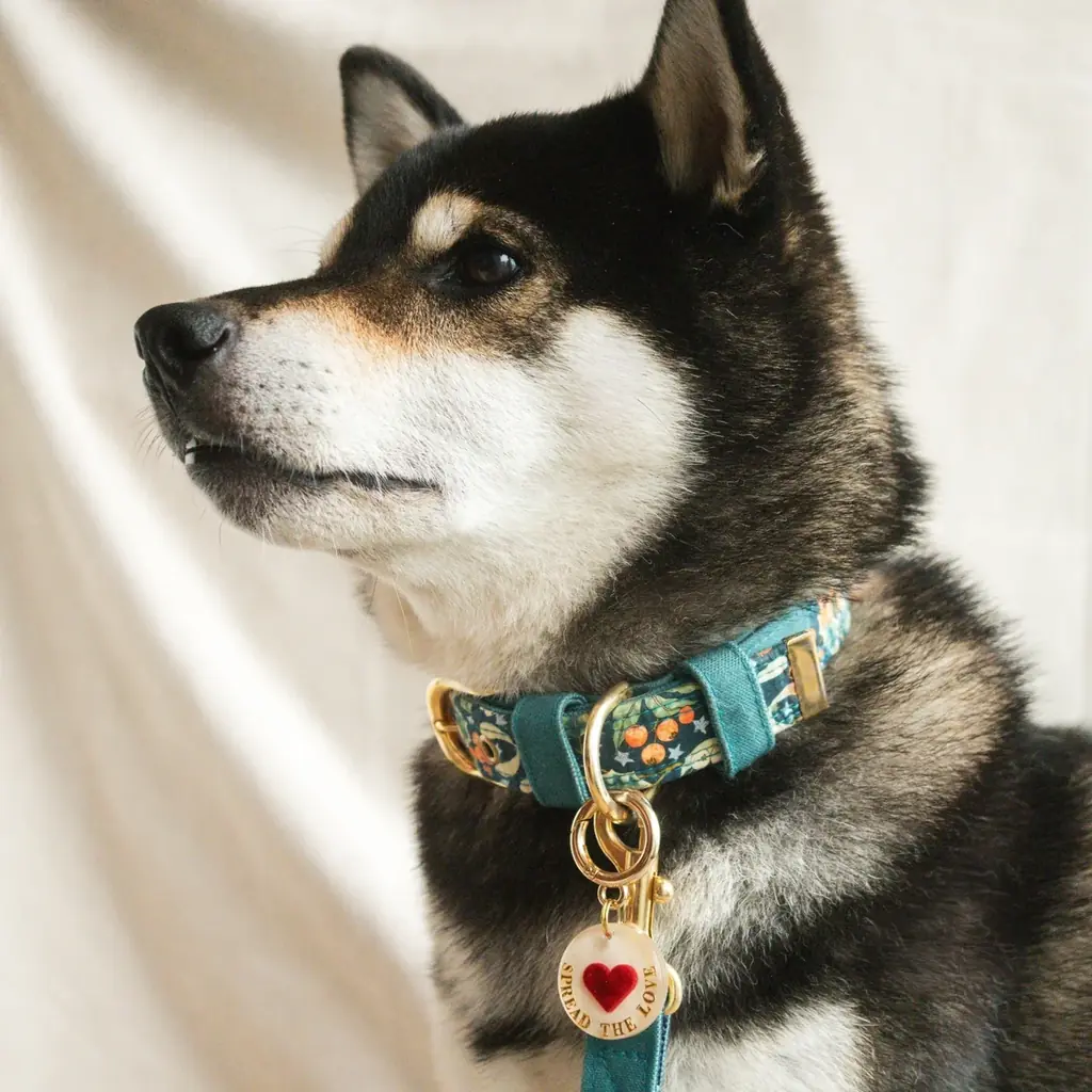 【柏の葉T-SITE】愛犬と1日楽しめる屋外イベント「ワンOneday」を12/13(土)、14(日)に開催 画像 4