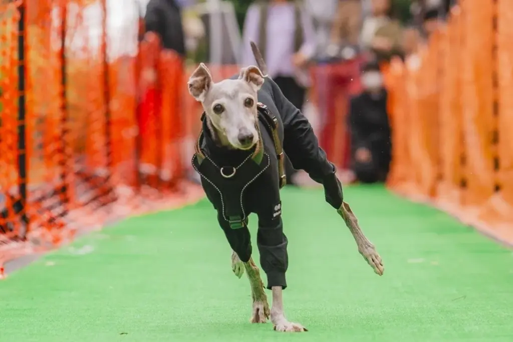 【柏の葉T-SITE】愛犬と1日楽しめる屋外イベント「ワンOneday」を12/13(土)、14(日)に開催 画像 5