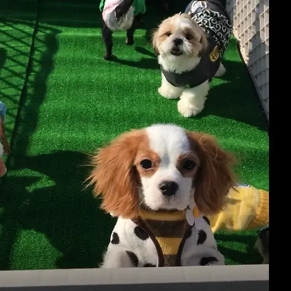 【柏の葉T-SITE】愛犬と1日楽しめる屋外イベント「ワンOneday」を12/13(土)、14(日)に開催 画像 6