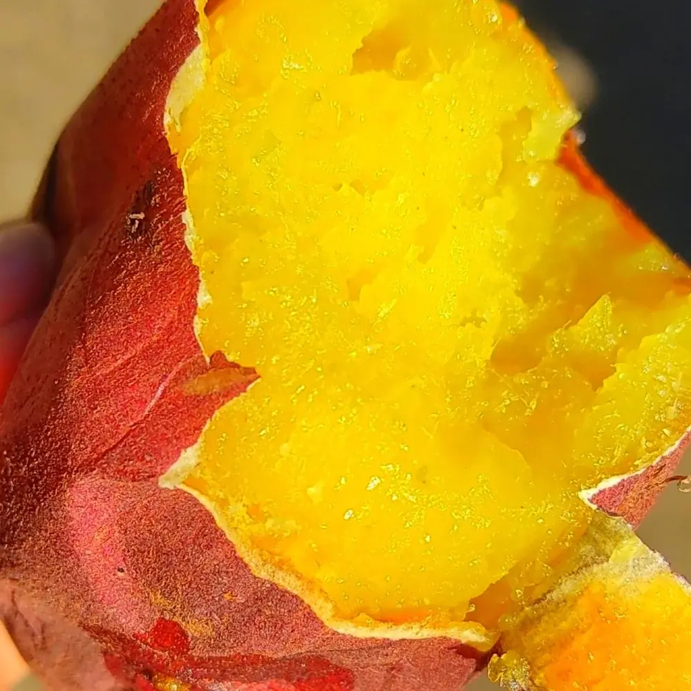 【柏の葉T-SITE】愛犬と1日楽しめる屋外イベント「ワンOneday」を12/13(土)、14(日)に開催 画像 9