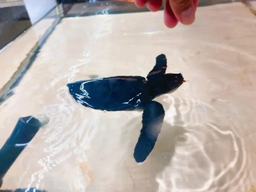 埼玉県唯一！常設展示している絶滅危惧種アオウミガメの赤ちゃんのえさやり体験＆ネーミング公募を開始。—さらに、魚が敗北!?アクアパーク川越『人気いきもの総選挙2025』結果発表！今年の1位は“あの子”！ 画像 2