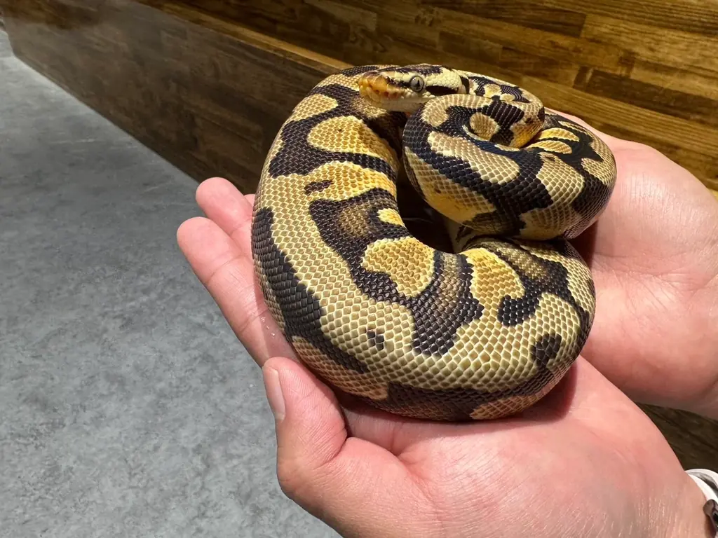 埼玉県唯一！常設展示している絶滅危惧種アオウミガメの赤ちゃんのえさやり体験＆ネーミング公募を開始。—さらに、魚が敗北!?アクアパーク川越『人気いきもの総選挙2025』結果発表！今年の1位は“あの子”！ 画像 5