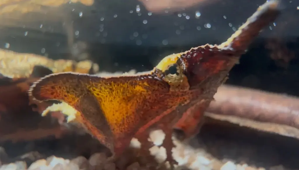 埼玉県唯一！常設展示している絶滅危惧種アオウミガメの赤ちゃんのえさやり体験＆ネーミング公募を開始。—さらに、魚が敗北!?アクアパーク川越『人気いきもの総選挙2025』結果発表！今年の1位は“あの子”！ 画像 6