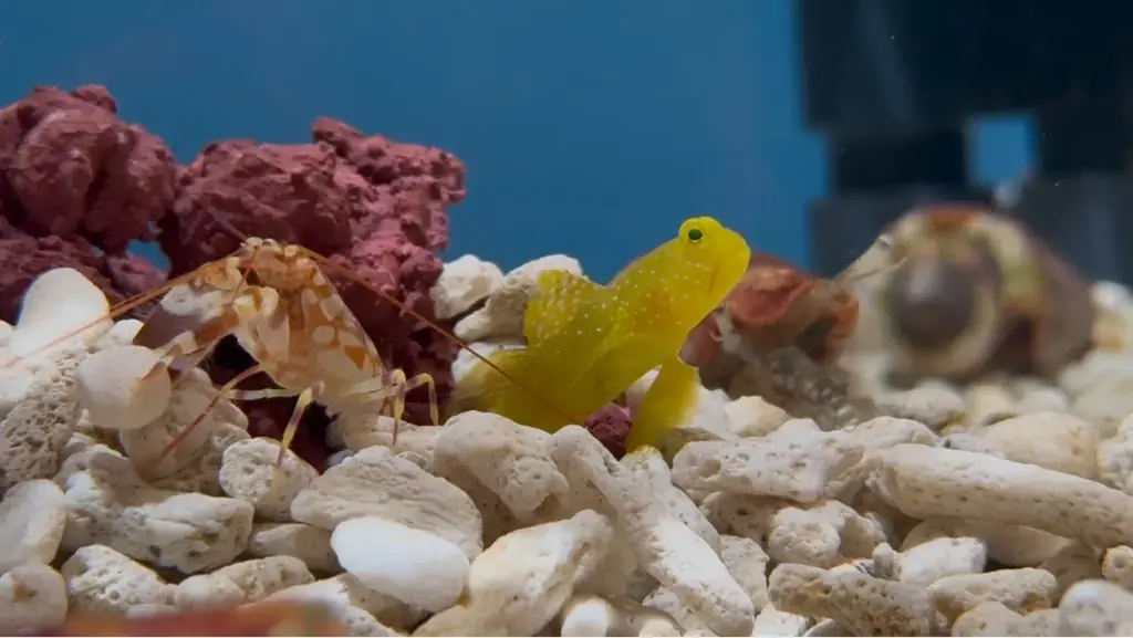 埼玉県唯一！常設展示している絶滅危惧種アオウミガメの赤ちゃんのえさやり体験＆ネーミング公募を開始。—さらに、魚が敗北!?アクアパーク川越『人気いきもの総選挙2025』結果発表！今年の1位は“あの子”！ 画像 7