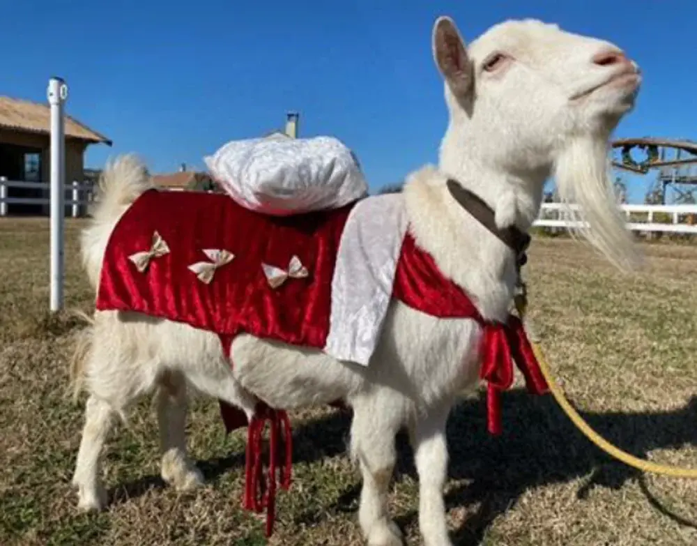 【横須賀・ソレイユの丘】冬限定の体験型クリスマスイベント『きらめく丘のぬくもりクリスマス』を開催！リース作りやトナカイに変身した動物たちとのふれあい、クリスマスフードも期間限定で登場。 画像 14