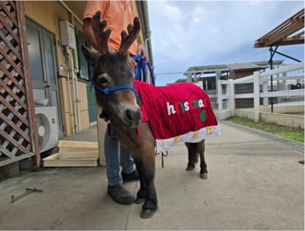 【横須賀・ソレイユの丘】冬限定の体験型クリスマスイベント『きらめく丘のぬくもりクリスマス』を開催！リース作りやトナカイに変身した動物たちとのふれあい、クリスマスフードも期間限定で登場。 画像 4