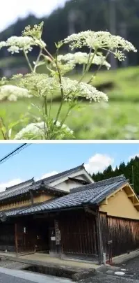 薬草のまち・奈良県宇陀市で開催「宇陀特別共創サウナワークショップ」に頂マーラータンが“夜食のサ飯”として令和の新名物「大和当帰マーラータン」を協賛提供！カラダの内外からととのう新体験を！ 画像 3