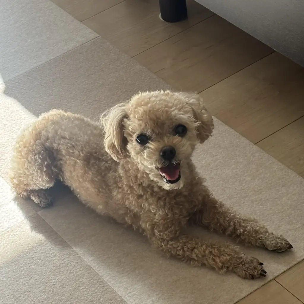 アンケートへのご回答だけ！ディズニーデザインのグッズが抽選で当たる感謝のキャンペーン第三弾 画像 4