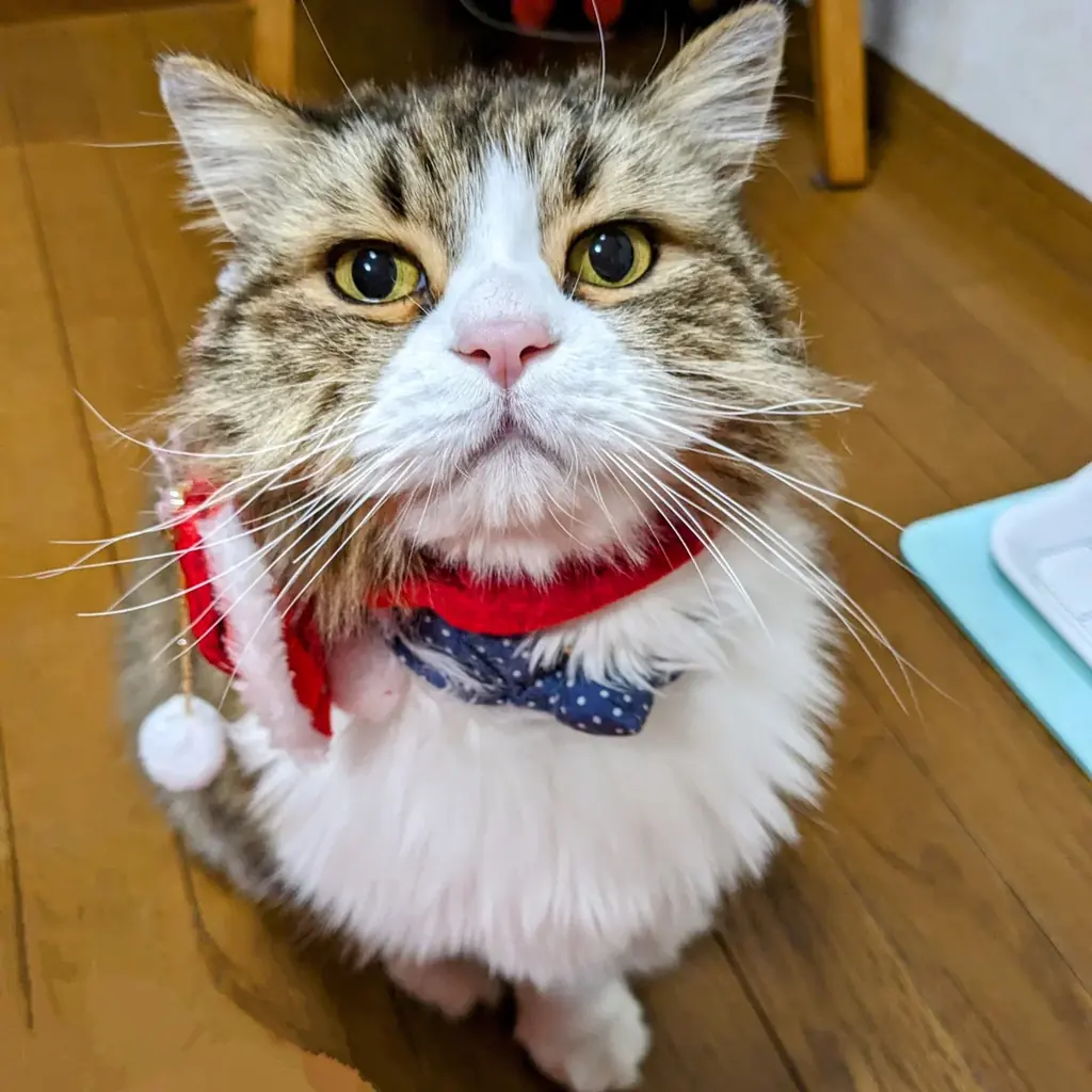 アンケートへのご回答だけ！ディズニーデザインのグッズが抽選で当たる感謝のキャンペーン第三弾 画像 5