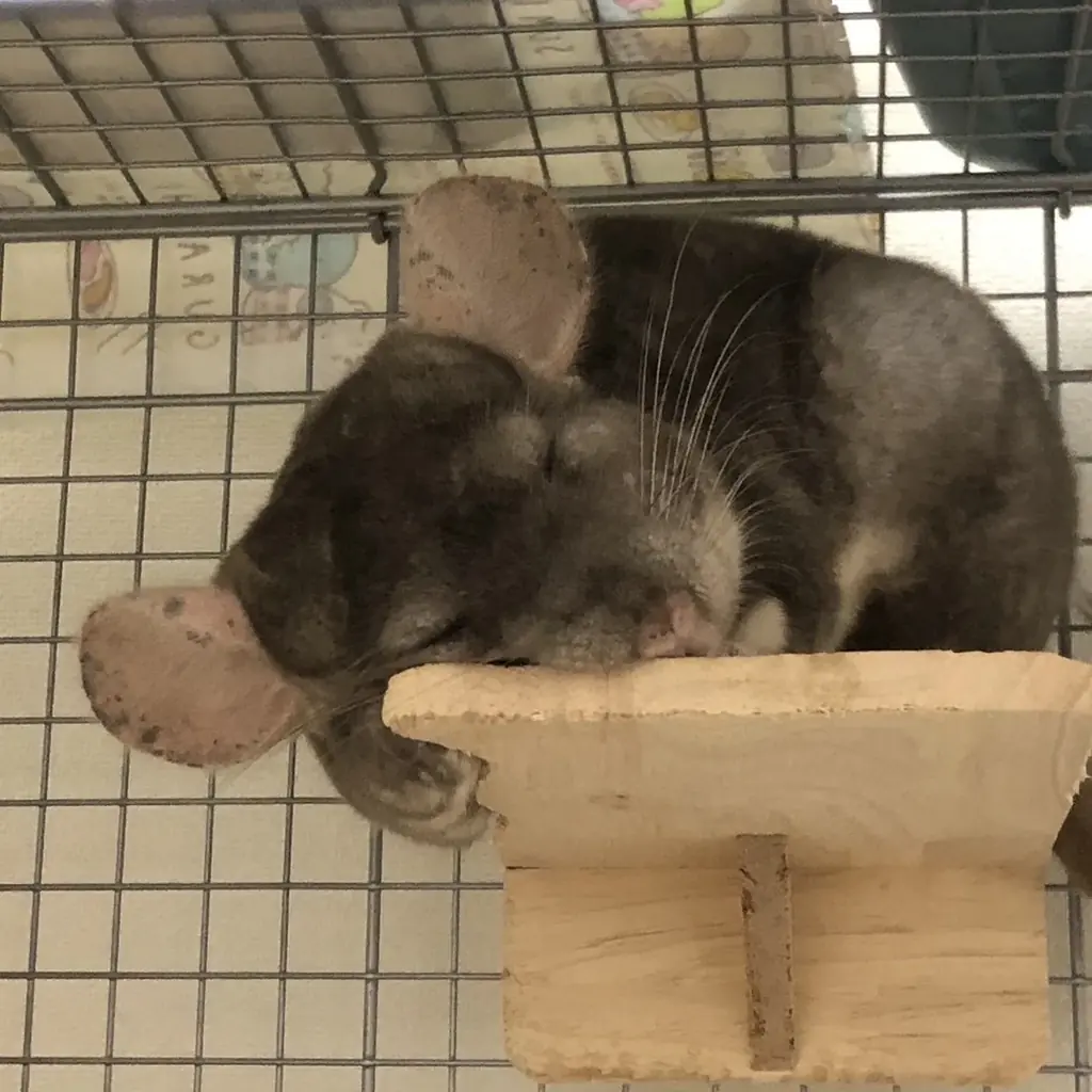 アンケートへのご回答だけ！ディズニーデザインのグッズが抽選で当たる感謝のキャンペーン第三弾 画像 6