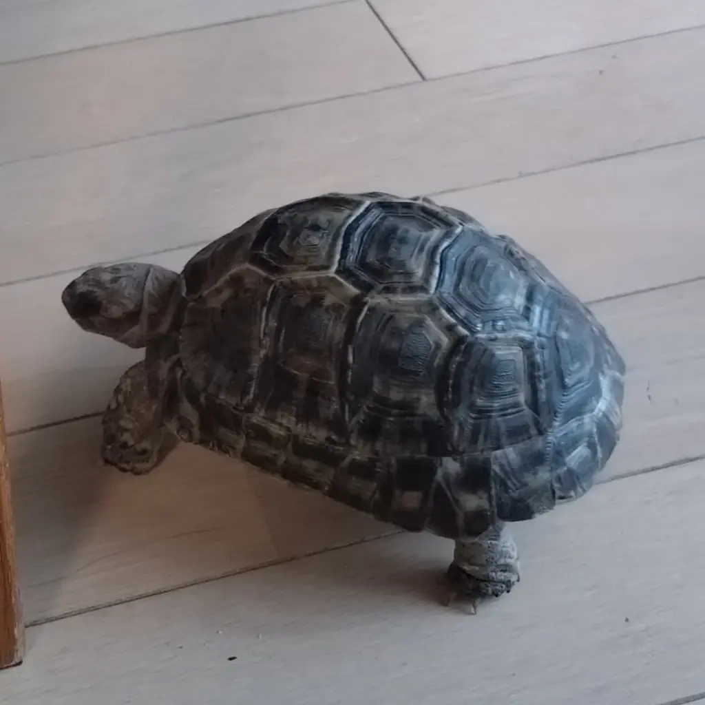 アンケートへのご回答だけ！ディズニーデザインのグッズが抽選で当たる感謝のキャンペーン第三弾 画像 7