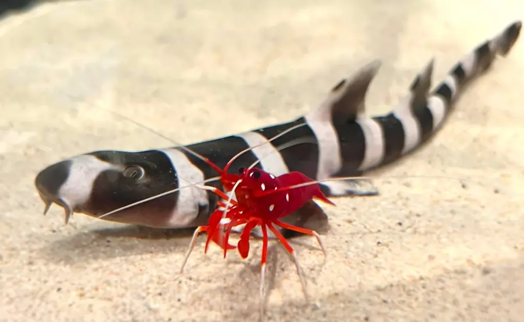 アクアワールド・大洗 「海のクリスマスマルシェ」を初開催！約40名のハンドメイド作家の店舗が、2025年12月14日(日)に出店予定。 画像 4