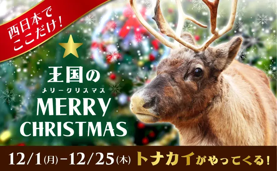 神戸どうぶつ王国に本物トナカイ登場！限定クリスマス企画