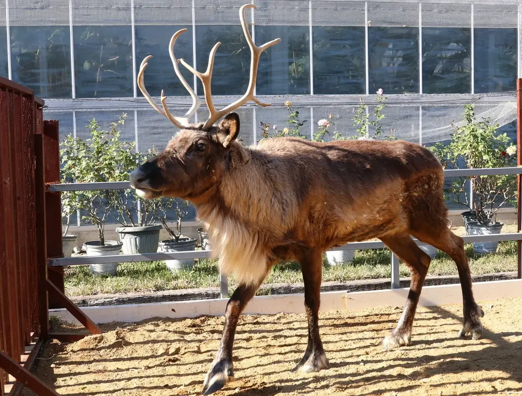 西日本でここだけ！今年も神戸どうぶつ王国にトナカイがやってきた！ 画像 2