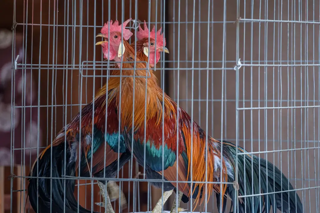 毎年冬至の恒例行事『天岩戸注連縄張神事』を令和七年十二月二十二日（月）に開催～「注連縄（しめ縄）発祥の地」宮崎県・高千穂の天岩戸神社～ 画像 7