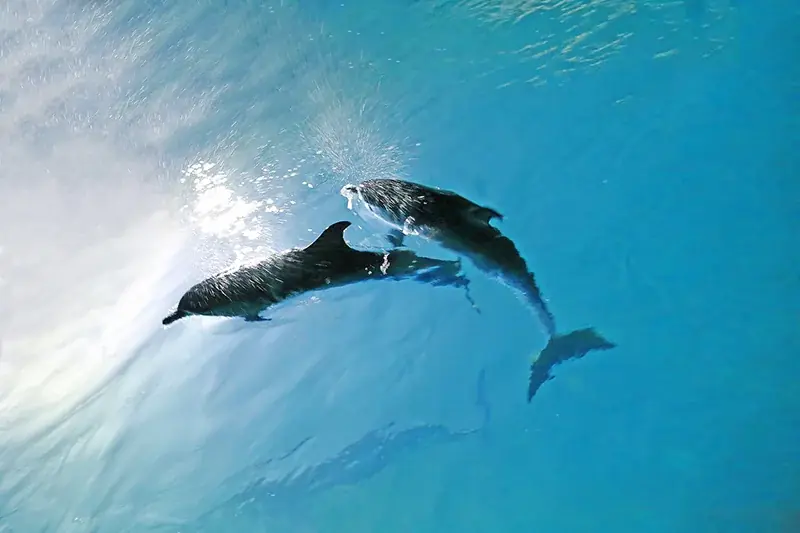 沖縄・恩納村【サンタと一緒に☆記念撮影】高さ13ｍのバブルツリー、イルカのイルミネーション、夢のキャンディハウス etc. 画像 16