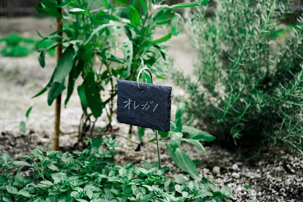 癒やしのテーマパーク Nayuta 2F、薪サウナのTHE VANISHリニューアルオープンのお知らせ 画像 23