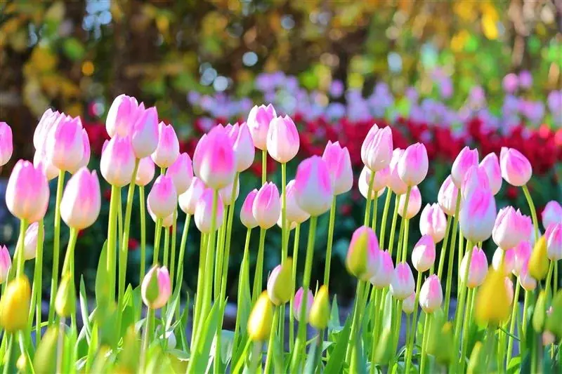 江の島サムエル・コッキング苑 の冬の風物詩「ウィンターチューリップ」が最後の開花 画像 1