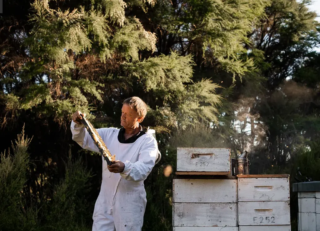 【ついに一般販売開始】ニュージーランド産「クラフトマヌカハニー」MOUNTAIN HARVESTの予約販売は予想を上回る大盛況で終了。国内唯一の正規販売として12月9日より日本国内で一般販売スタート！ 画像 2