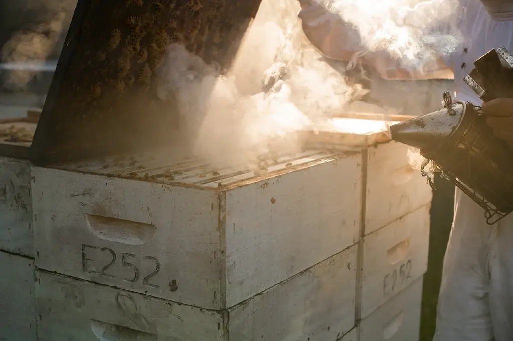 【ついに一般販売開始】ニュージーランド産「クラフトマヌカハニー」MOUNTAIN HARVESTの予約販売は予想を上回る大盛況で終了。国内唯一の正規販売として12月9日より日本国内で一般販売スタート！ 画像 6