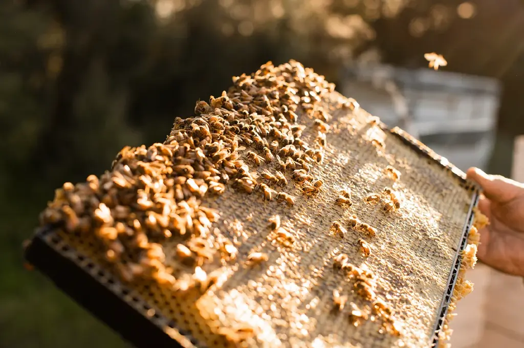 【ついに一般販売開始】ニュージーランド産「クラフトマヌカハニー」MOUNTAIN HARVESTの予約販売は予想を上回る大盛況で終了。国内唯一の正規販売として12月9日より日本国内で一般販売スタート！ 画像 7