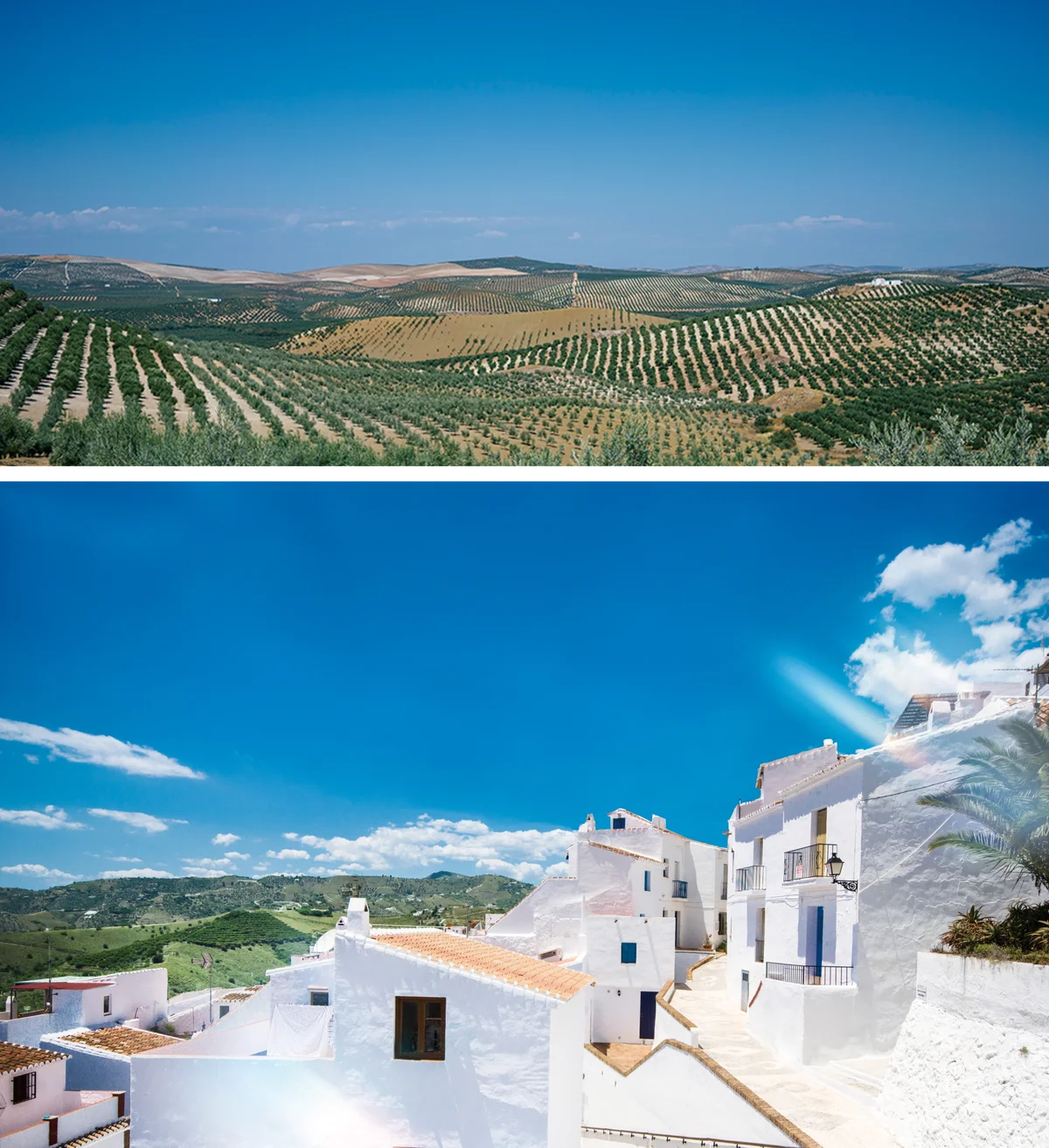 「DHC オリーブ バージンオイル」が、初の”アロマ仕様“で登場！ 画像 2