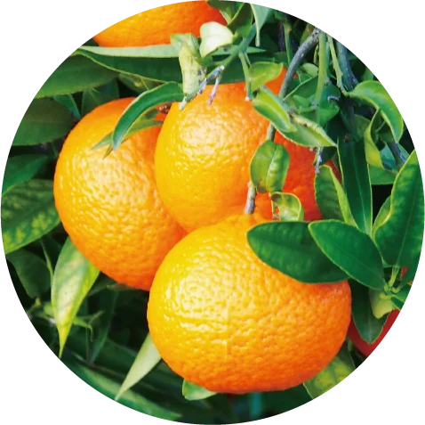 「DHC オリーブ バージンオイル」が、初の”アロマ仕様“で登場！ 画像 3