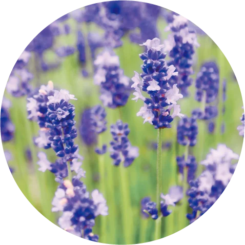 「DHC オリーブ バージンオイル」が、初の”アロマ仕様“で登場！ 画像 4