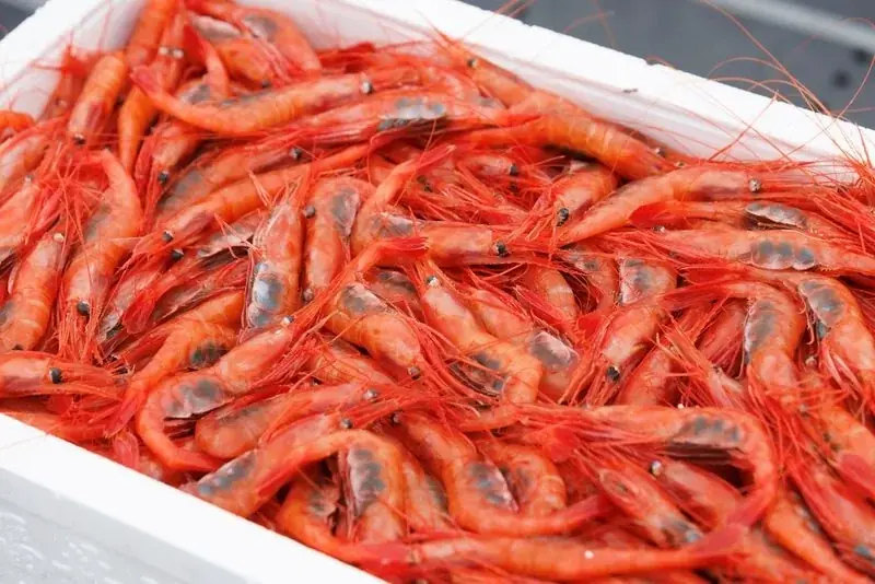 プレゼントキャンペーン～私がおすすめする坂井市の美食～ 画像 6