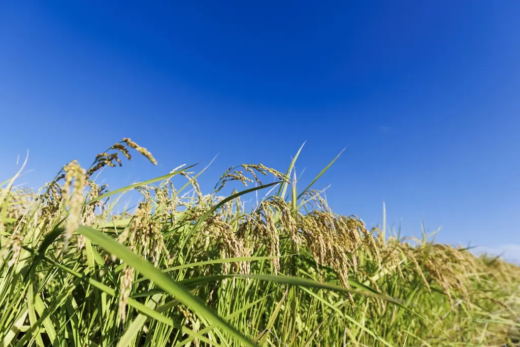 プレゼントキャンペーン～私がおすすめする坂井市の美食～ 画像 7