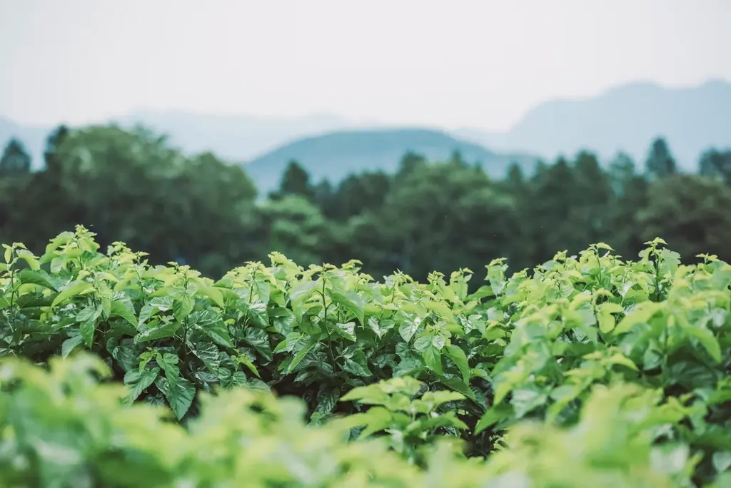 熊本県発！3年の開発を経て、国産シルク配合ボディケアブランド「ココン・ラボ」より新ヘアケア商品登場　共同研究の技術で、美髪へ導くシャンプー・コンディショナー 画像 10