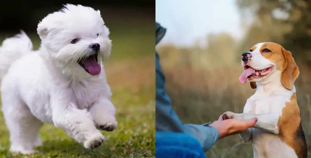 【那須塩原に新グランピング誕生】“愛犬OK×プライベートサウナ”完備のトレーラーハウス型施設「那須森蔵」 画像 4