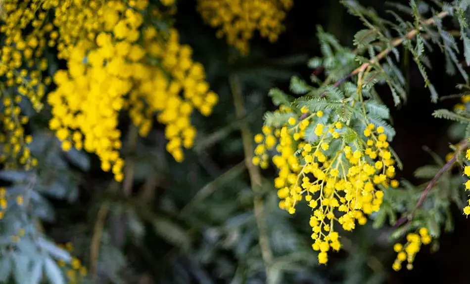 一生モノの革を、毎日の財布に。アメリカ老舗レザーで仕立てるビジネスパーソンの為のミニ財布が登場です。 画像 15