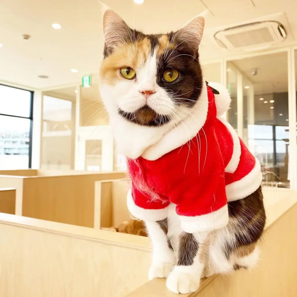 “MOFFネコ”たちと過ごす、とっておきのクリスマス。『MOFF Christmas 2025』12月13日より開催！ 画像 4