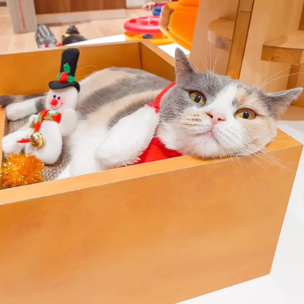 “MOFFネコ”たちと過ごす、とっておきのクリスマス。『MOFF Christmas 2025』12月13日より開催！ 画像 5