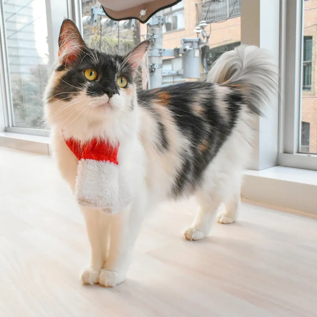 “MOFFネコ”たちと過ごす、とっておきのクリスマス。『MOFF Christmas 2025』12月13日より開催！ 画像 6