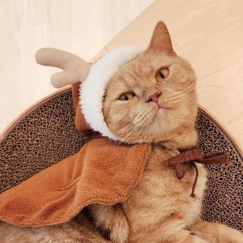 “MOFFネコ”たちと過ごす、とっておきのクリスマス。『MOFF Christmas 2025』12月13日より開催！ 画像 7