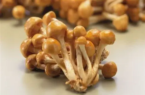 1/14開催 COSME Weekで注目 食材由来の美容原料