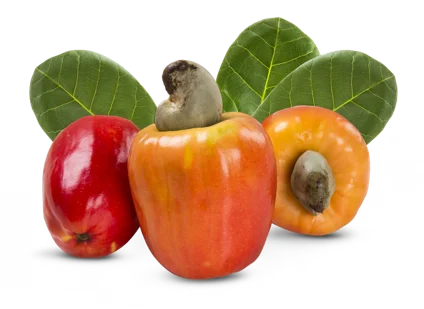 「なめこ」「トリュフ」など食卓の素材が美容成分に!? サステナブルな時代に問う、“意外な素材”が秘める次なる美のトレンド。 画像 4