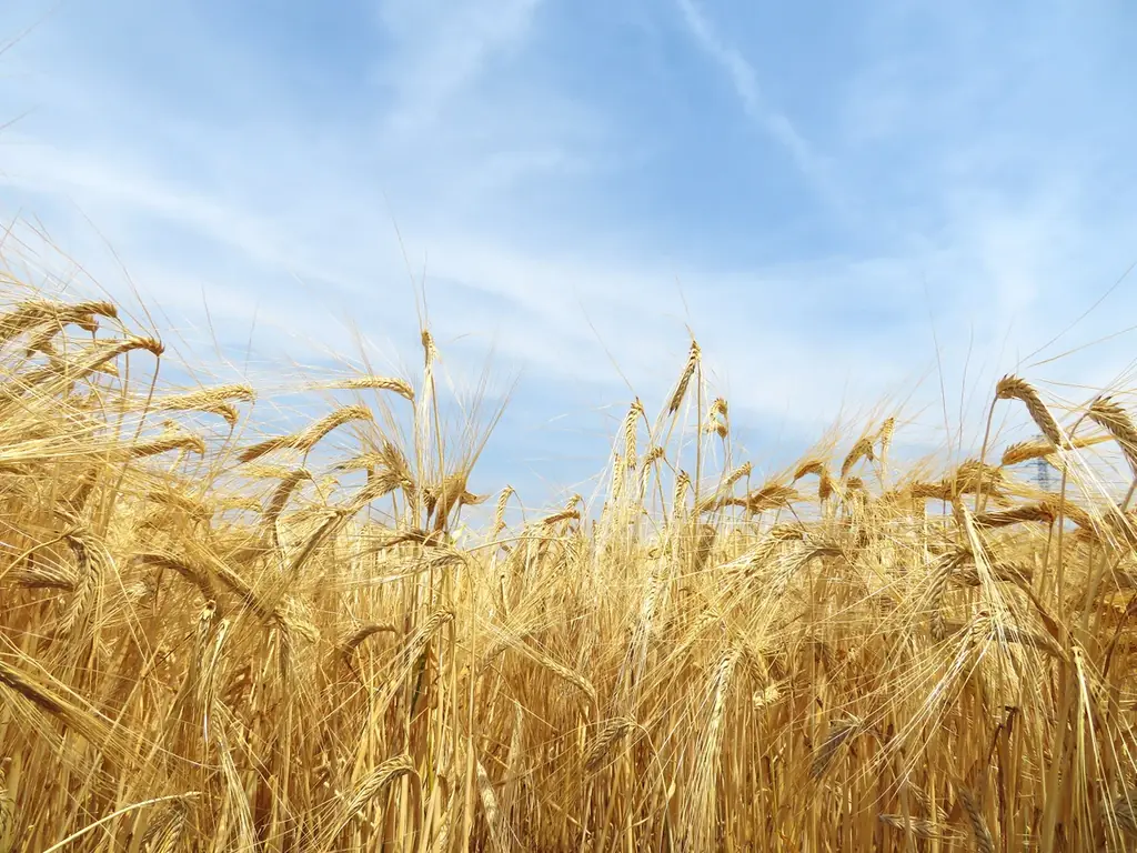 大麦スイーツ専門メーカーの30年史と製品技術